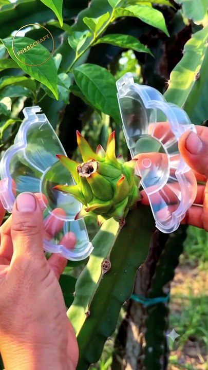 Dragon Fruit Grown Inside a Flower Mold | Incredible Time-Lapse Transformation in 4K #DragonFruit