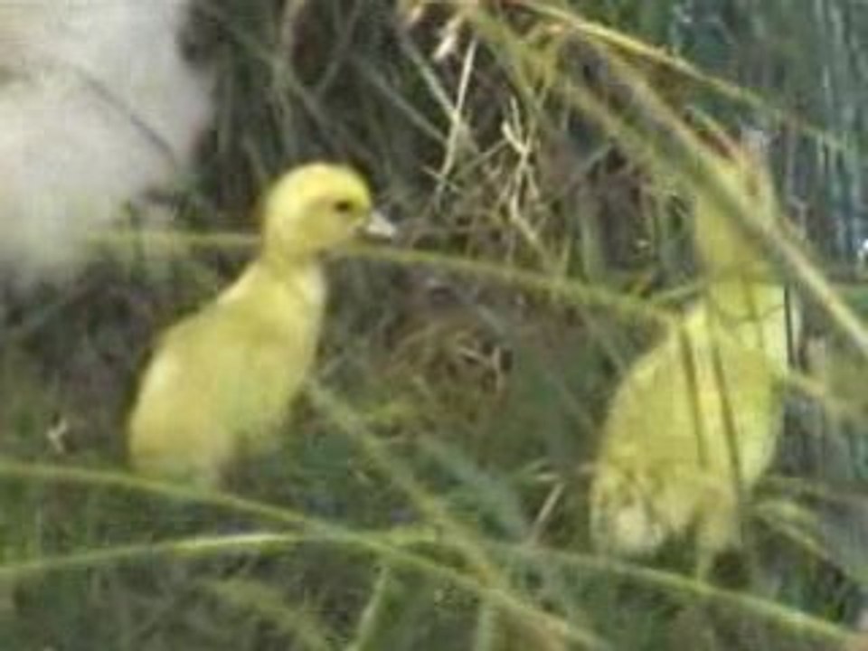 Virgule et ses canetons (2)