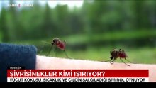 Bilim insanları açıkladı: Sivrisinekler en çok kimi ısırıyor?
