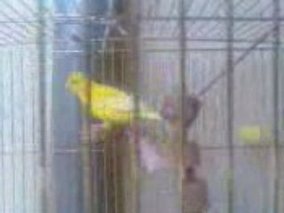 oiseaux cher tibo