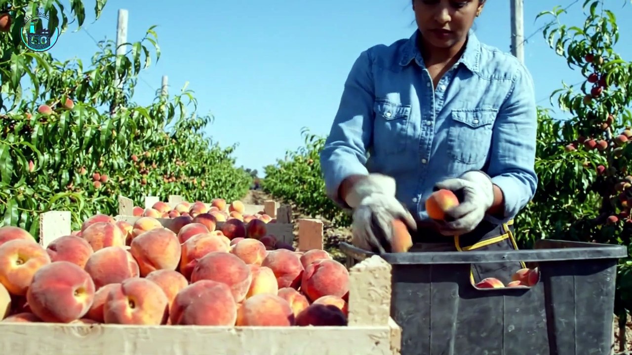 Inside a Modern Factory The Entire Canned Peach Production Line (Full Process)