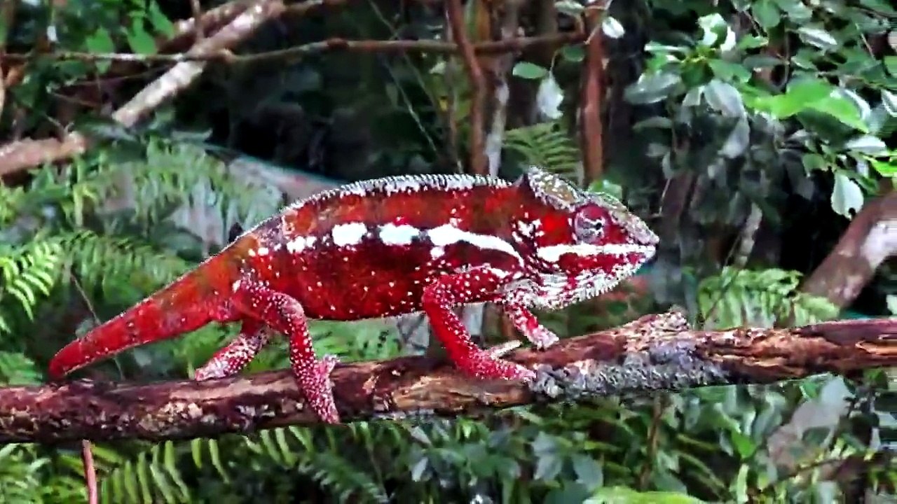 AFRICA WILD ANIMALS