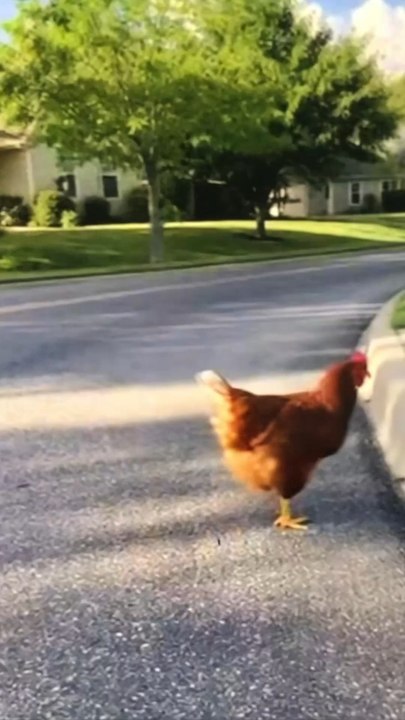 Chicken cat fight