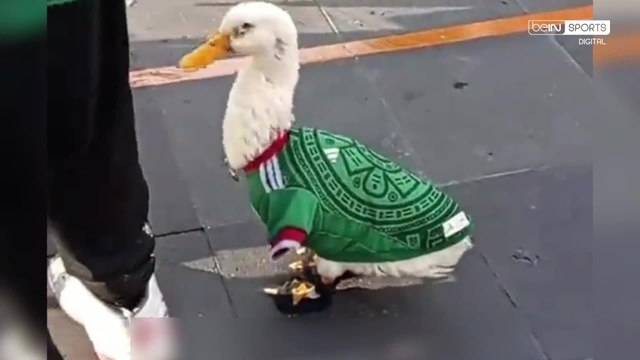 La mascota no oficial de México en el Mundial podría romper la maldición del quinto
