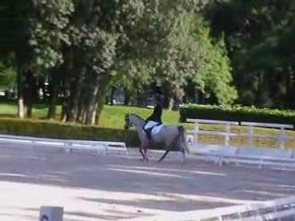 dressage