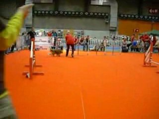 Agility Brussels Dog Show 2008