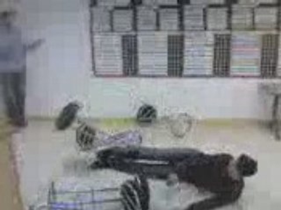 damien tacle les tabourets