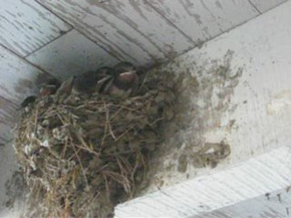 L'envol des oisillons