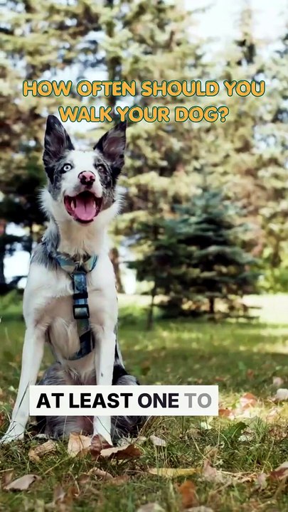 How often should one Exercise Dogs daily - FarmPally?