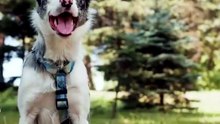 How often should one Exercise Dogs daily - FarmPally?
