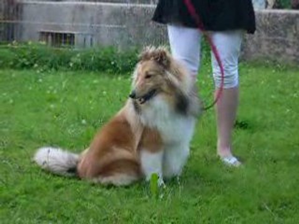 notre tit sheltie