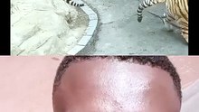 Wow 😲 This tiger 🐯 is very powerful