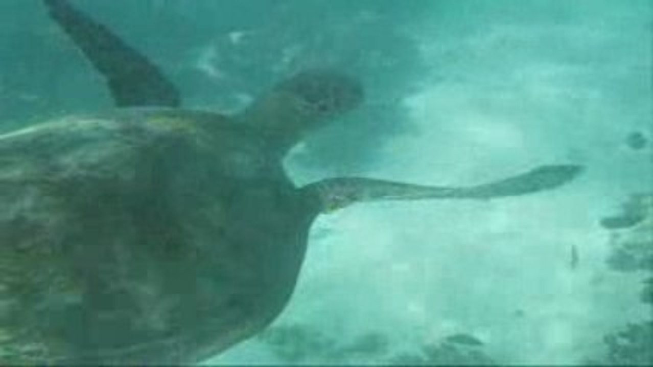 Compilation snorkeling et plongee Ningaloo Reef