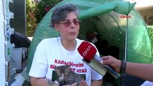 Erkek sanılan kedi doğum yapınca çift cinsiyetli olduğu ortaya çıktı!