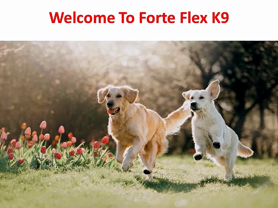 Forte Flex K9 : Dog Mobility Supplement