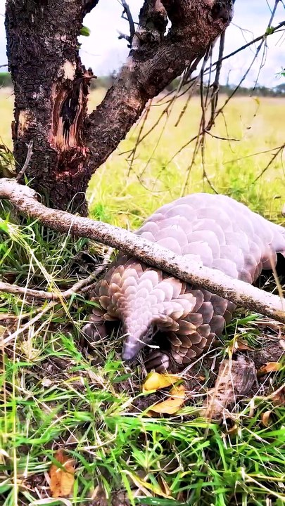 Pangolin's Armor Defeats Hungry Leopard