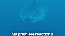 Il a filmé le grand requin blanc en Méditerranée