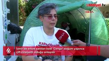 'Doğanın bir mucizesi' İzmir'de gerçek oldu: Erkek kedimiz doğurdu