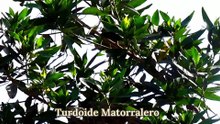 Turdoide Matorralero (Jungle Babbler): El pájaro de las "Siete Hermanas" en acción