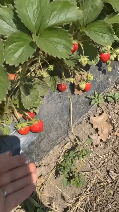 🍓 Freshly harvested this morning at Dashti Yelak! See how our strawberries go from the field to your table.