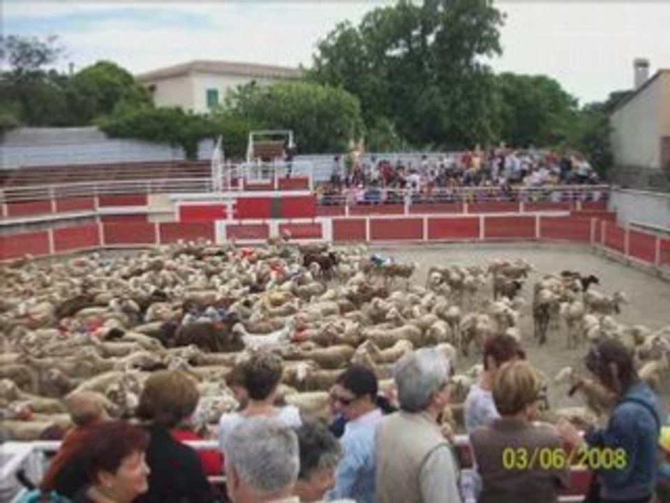 Les moutons