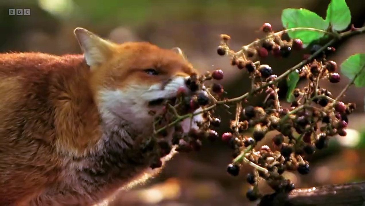 Winterwatch Winterwatch in Wales S01E04 Finding Food