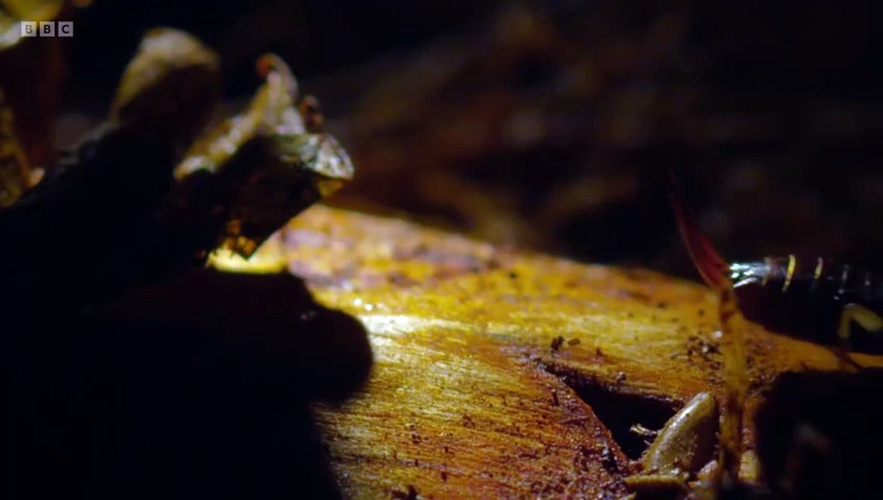 Winterwatch Winterwatch in Wales S01E06 Hidden Treasures
