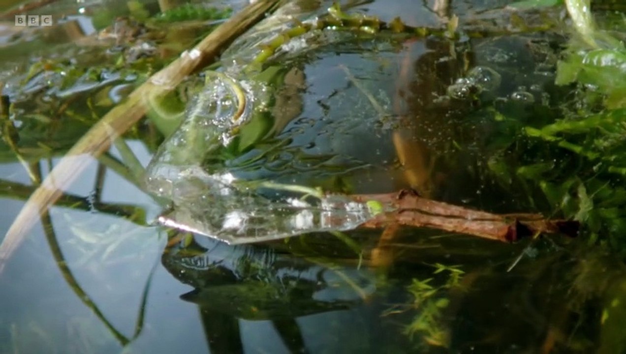 Winterwatch Winterwatch in Wales S01E02 Adaptation