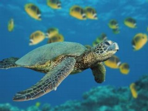 remix alaoui indou dj moha95370