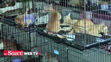Kesilmek üzere kaçırılan 400 kedi son anda kurtarıldı