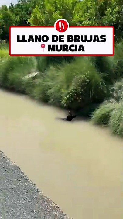 Dos jóvenes rescatan a una perrita en Murcia