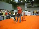 Agility Brussels Dog Show 2008
