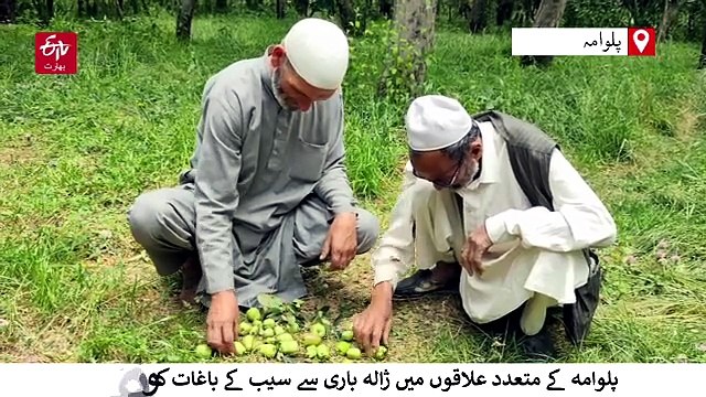 کشمیر کے متعدد علاقوں میں ژالہ باری سے سیب کے باغات کو نقصان