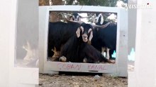 Fenomen çobanın keçisi hava durumu sunmaya başladı!