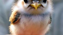 Aaj Is Nanhe Parinday Ne Apni Pehli Chhalang Lagayi 🐦✨