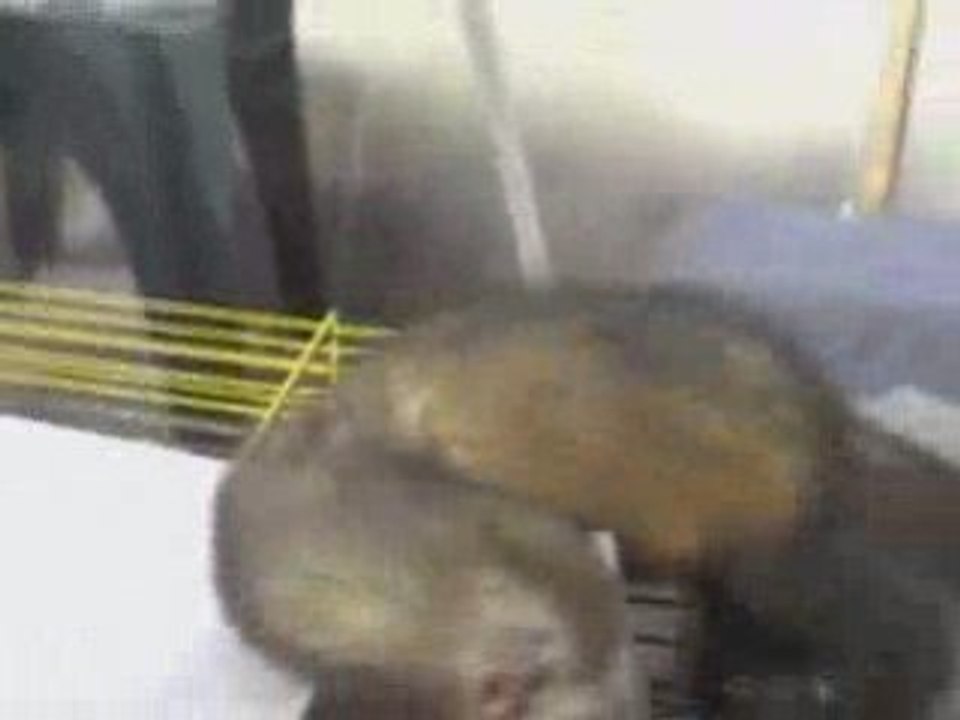 Caramel