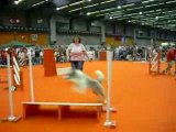 Agility Brussels Dog Show 2008