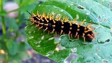 Great Eggfly