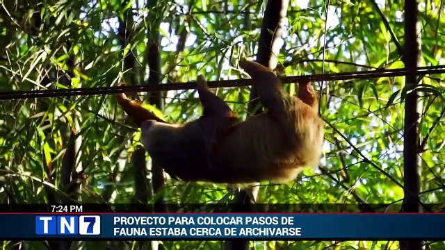 tn7-diputados-evitan-archivo-de-proyecto-que-busca-crear-pasos-para-fauna-silvestre-en-carreteras-080626 [Full Movie]