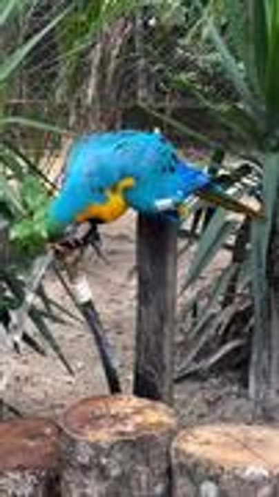 Macaw Opens Tap to Drink Water