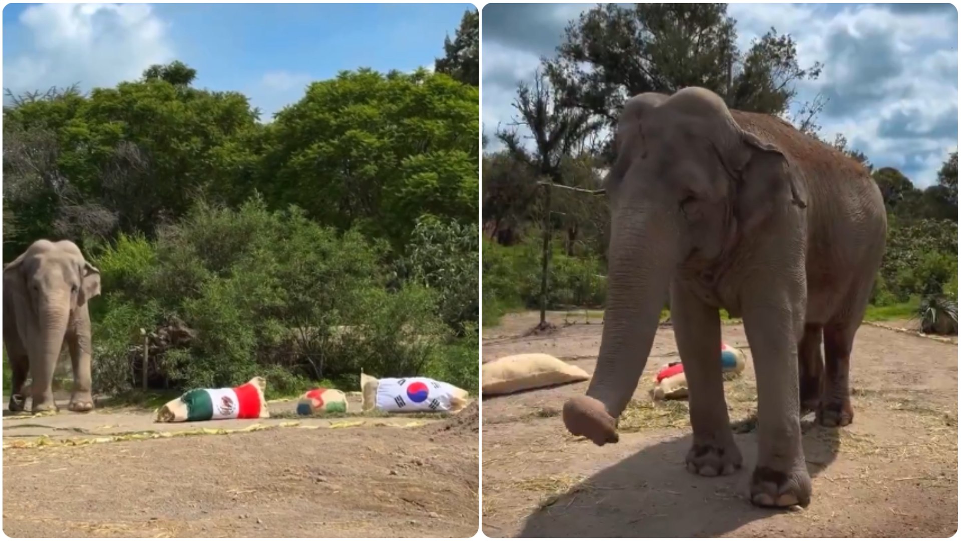 El “oráculo” de la sabana vuelve a hablar: el elefante que acertó a México ya tiene su nuevo pronóstico