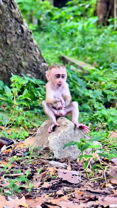 Adorable and Lovely baby monkey free style when he Free