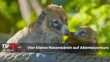 Junge Nasenbären entdecken die Welt im Tiergarten Schönbrunn