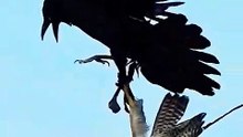 two falcon  fight for food #animals #wildlife #trending #falcon #ytshorts #shorts #trend