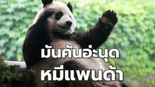หมีแพนด้าเสฉวน โชว์สเต็ปเกาหลังเป็นจังหวะ | PPTV Online