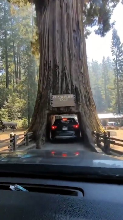 🌲🚗 Le Chandelier Tree, situé dans le Drive-Thru Tree Park à Leggett, en Californie, est un séquoia côtier de 276 pieds (84 mètres) de haut. Son tronc mesure 16 pieds (4,9 mètres) de large. 🌿✨