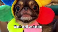 Pug kingdom bulletin