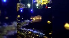 Bolu'da gece yarısı sürprizi: Nadir görülen su samuru kamerada