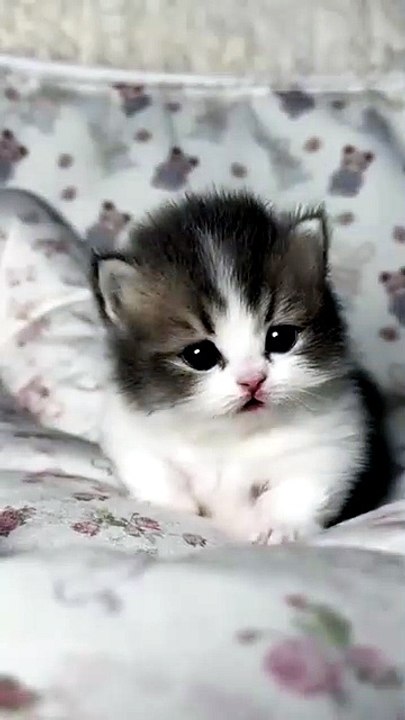 Tiny Kitten, Big Attitude 😼🐾