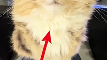 This-Cats-Purr-Sounds-Like-a-Real-Engine